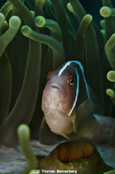 My home is my castle ...

NIKON D7000 in a Seacam "Prel... by Thomas Bannenberg 